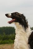 BARZOI 165